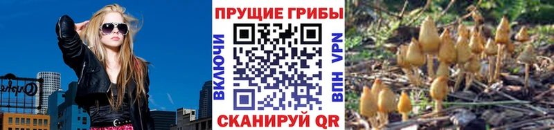 Галлюциногенные грибы Psilocybine cubensis  Дедовск 